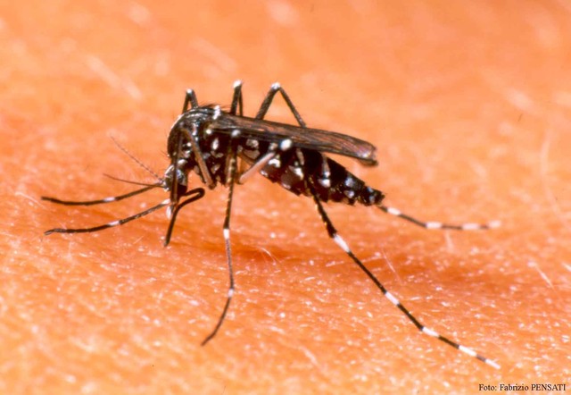 Muỗi vằn- thủ phạm gây bệnh sốt xuất huyết