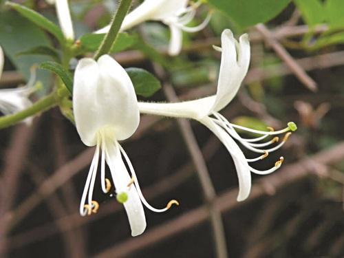 Kháng sinh thực vật phòng và trị bệnh khi chuyển mùa
