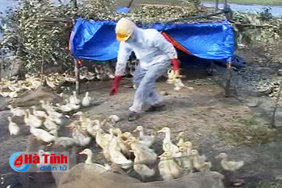 kip thoi khong che dich cum gia cam h5n1 o ky anh