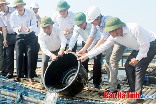 Thả 20 ngàn con cá mú giống đợt 1 tại các vùng triển khai dự án