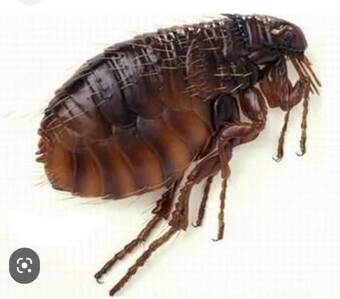 Bác sỹ CDC Hà Tĩnh khuyến cáo những nguy hiểm do bọ chét gây ra