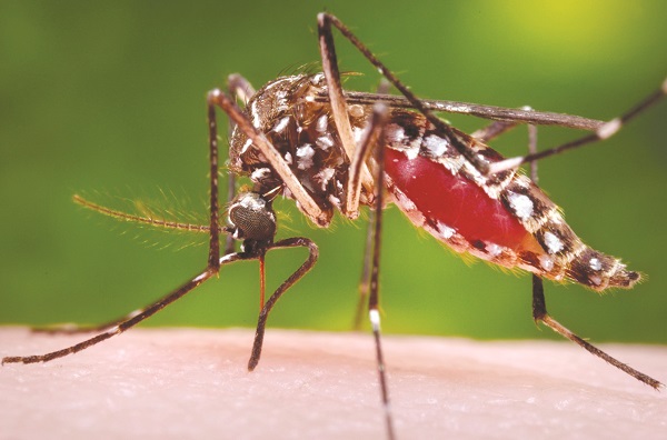 Muỗi vằn - vật trung gian truyền bệnh