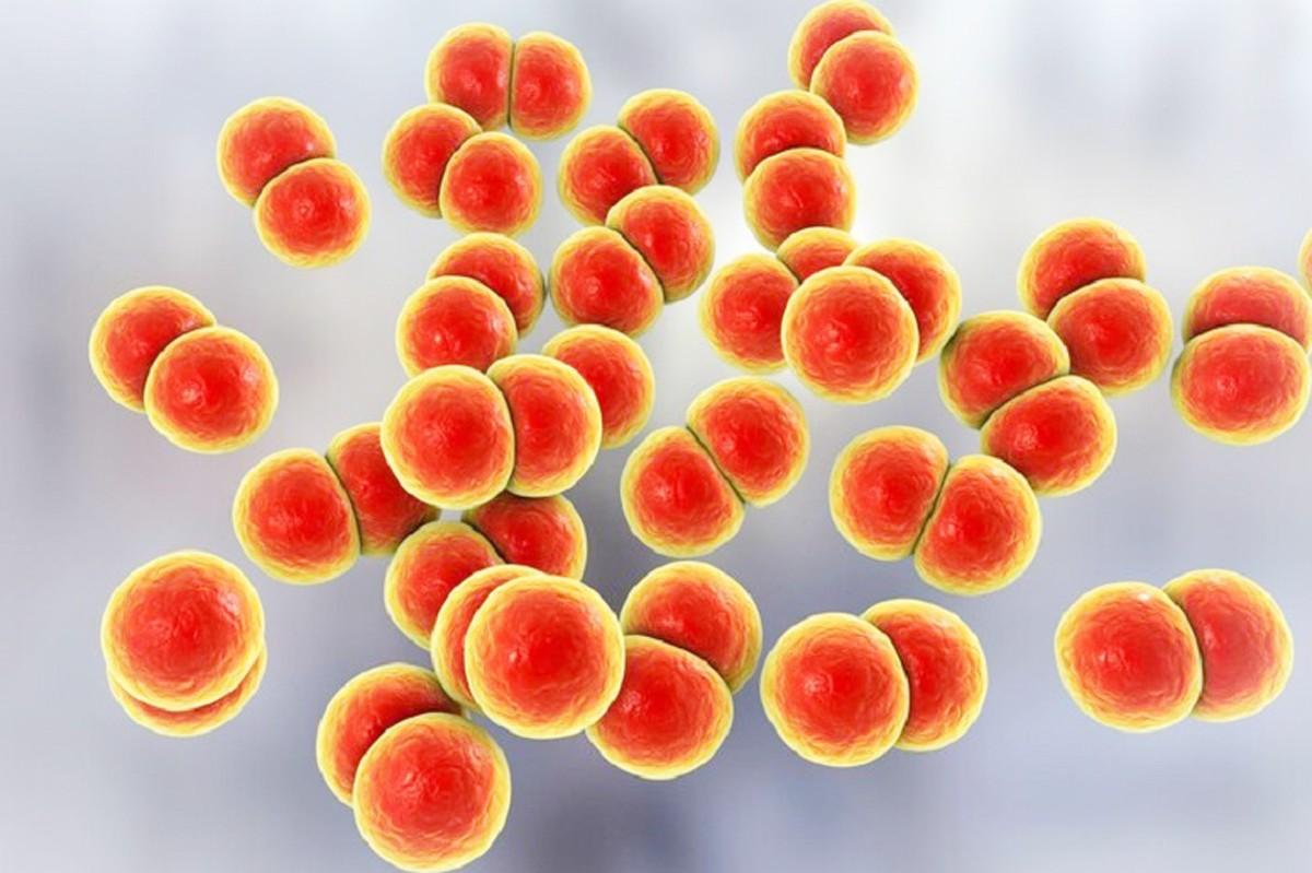 Vi khuẩn Neisseria meningitidis - tác nhân gây nhiễm não mô cầu. Ảnh internet. tiem-7.jpg